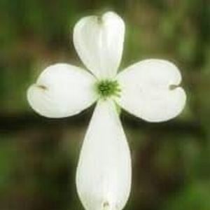 Meet your Posher, Joyce